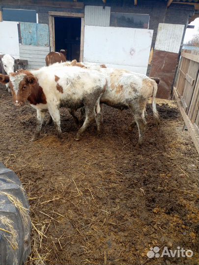 4 бычка 1 телка
