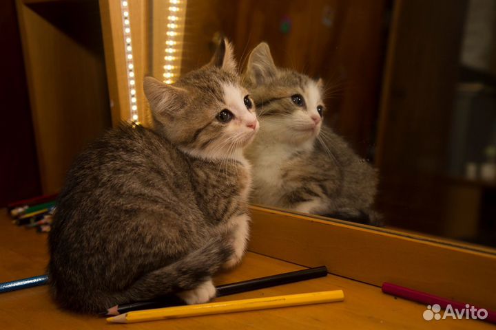 Котенок в добрые руки