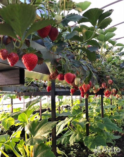 Клубничка выращена в Кирове
