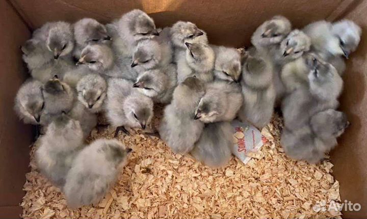 Цветное яйцо амераукана, Маран, лакеданзи