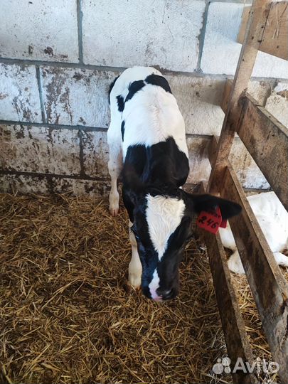 Телята бычки