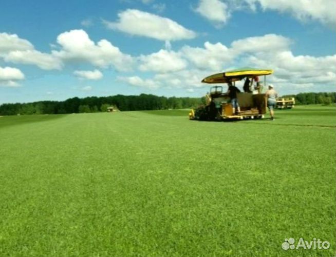 Рулонный газон