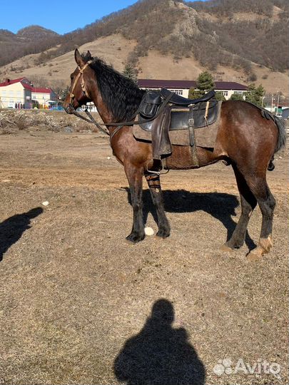 Карачаевский жеребец