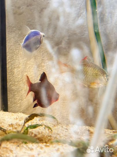 Аквариумные рыбки