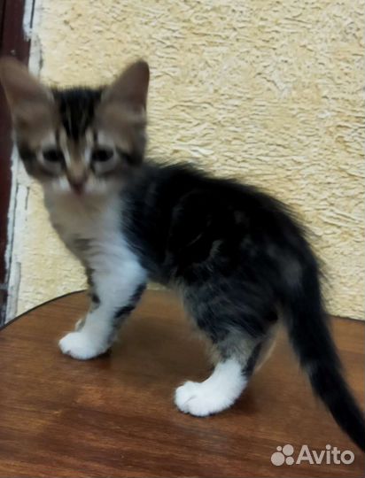 Котята