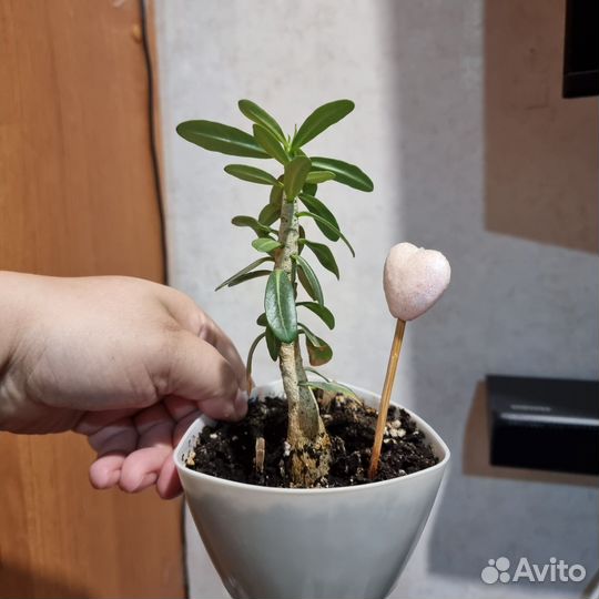 Адениум тучный