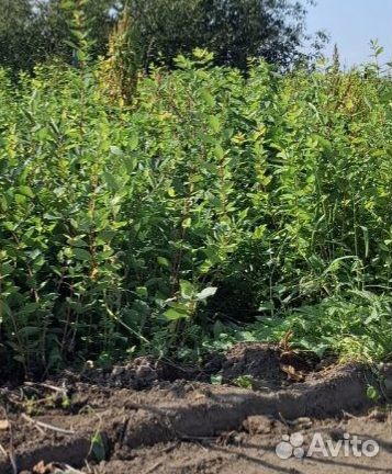 Саженцы жимолости опт окс