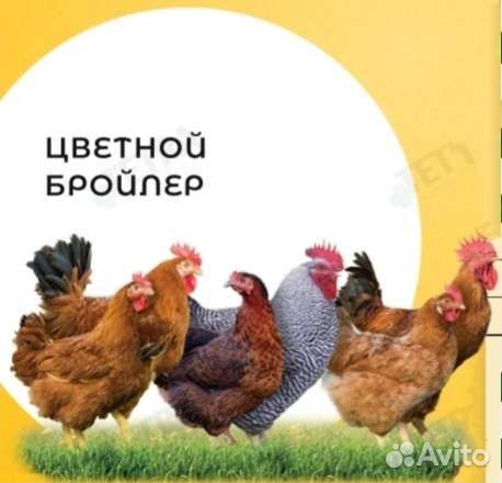 Цыплята Мастер Грей, грисбар, Голошейка, инк.яйцо