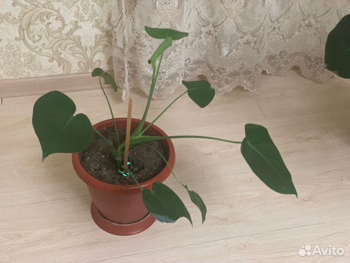 Домашние, комнатные растения,цветы