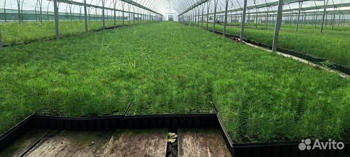 Саженцы ели европейской зкс в розницу