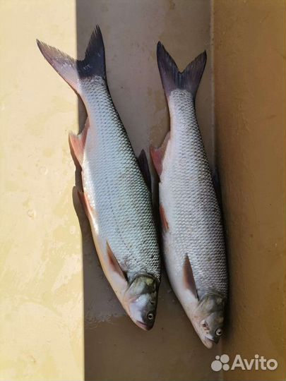 Аренда катера и водных аттракционов
