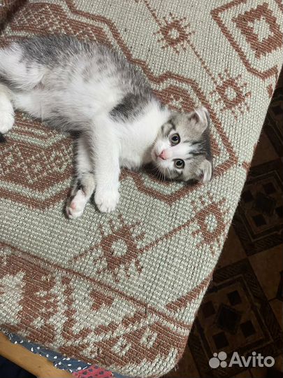 Котята в дар бесплатно