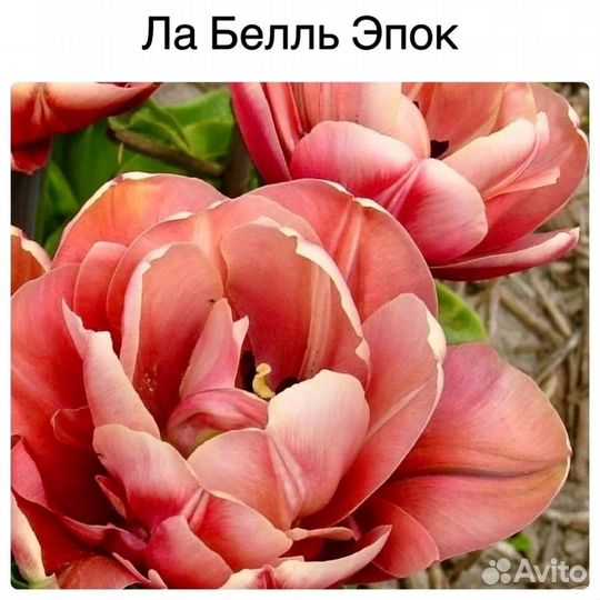 Пионовидные тюльпаны-микс