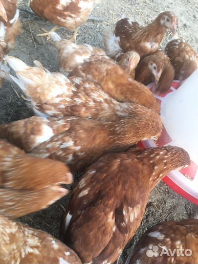 Домашние куриные яйца