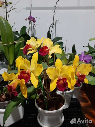 Орхидея каттлея