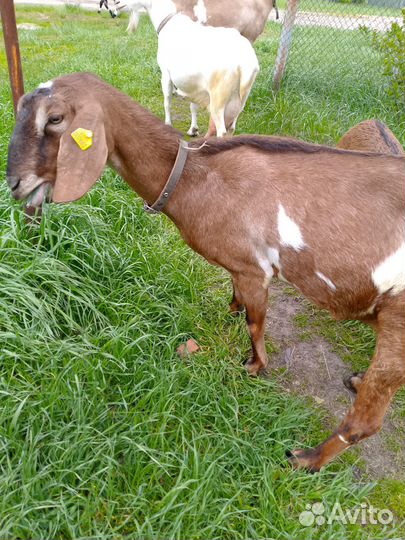 Продам коз