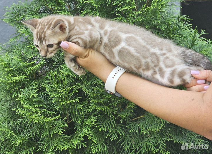 Бенгальские котята