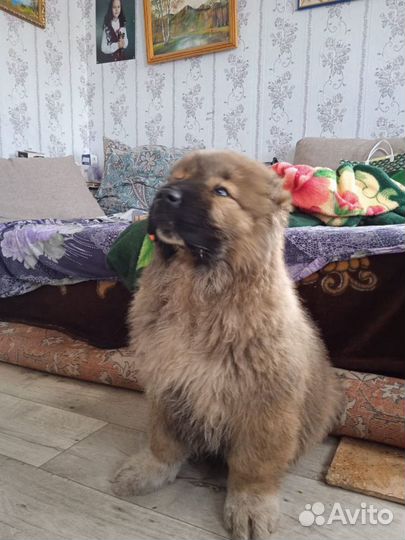 Кавказская овчарка продажа щенков