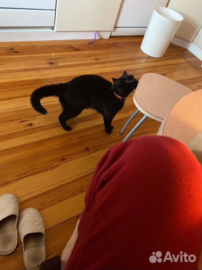 Ручной котик