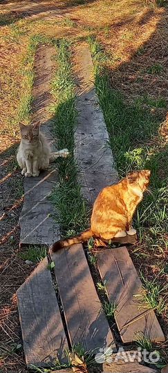 Отдам в добрые руки