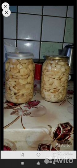 Грибы