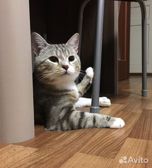 Британский кот