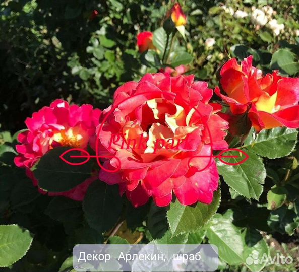 Саженцы роз