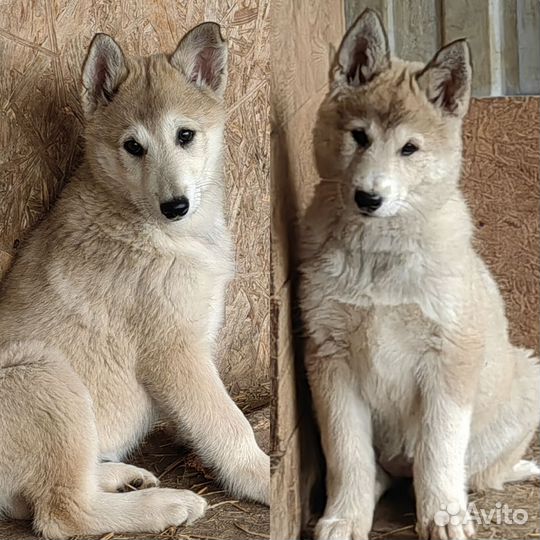 Продаются щенки Западносибирской Лайки