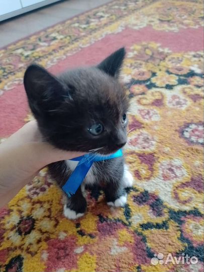 Кошка в дар бесплатно
