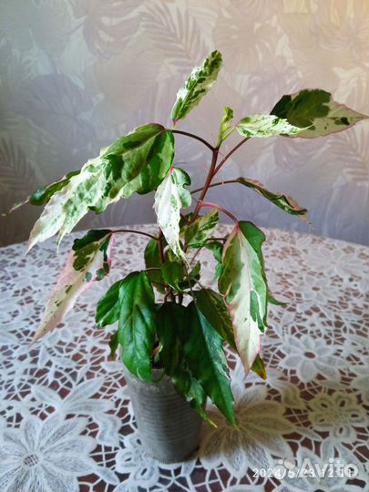 Комнатные цветы