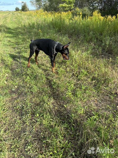 Кобель добермана вязка