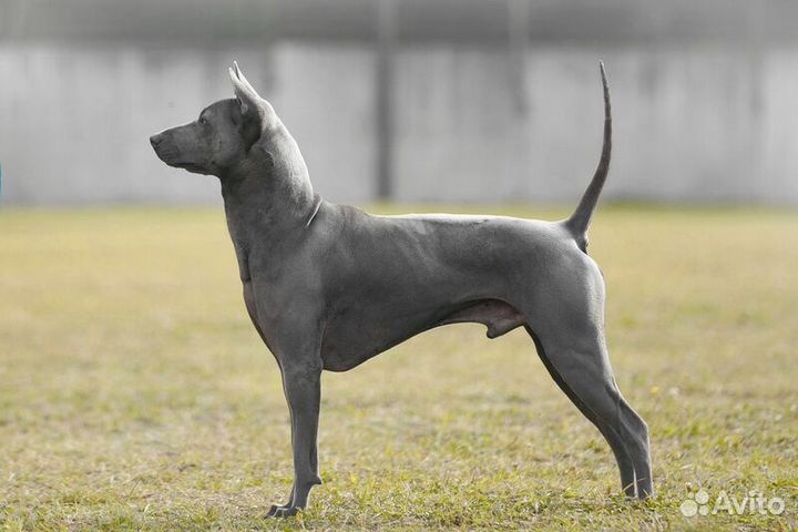 Тайский Риджбек Вязка Кобель