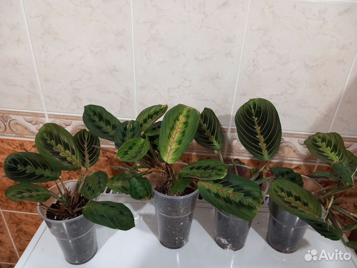 Маранта триколор