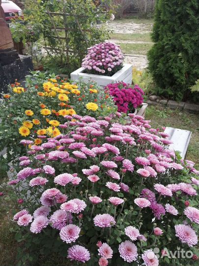 Хризантема мультифлора шаровидная, чере