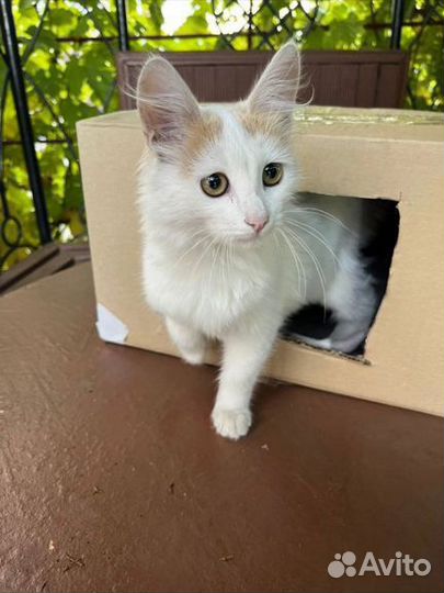 Котята в добрые руки бесплатно