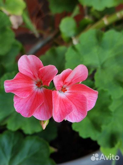 Герань пеларгония