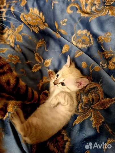 Бенгальские котята