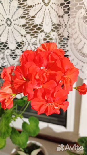 Пеларгония герань