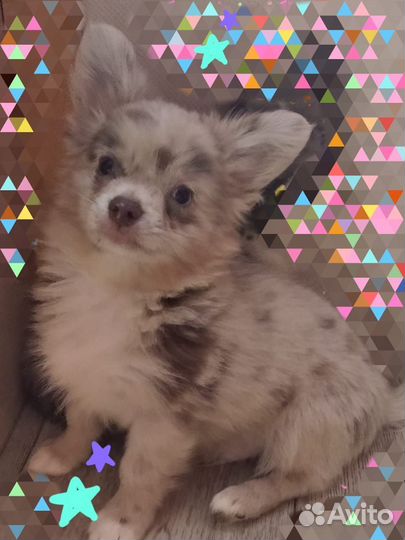 Щенки чихуахуа мальчики