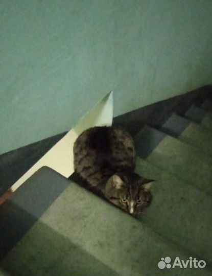 Подкинули кота