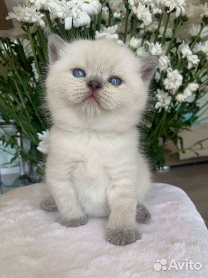 Кошки шотландцы