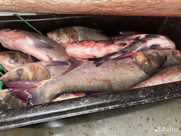 Толстолобик свежий