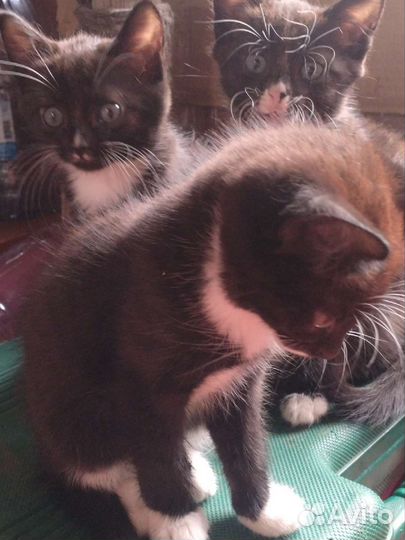 Кошка в дар бесплатно