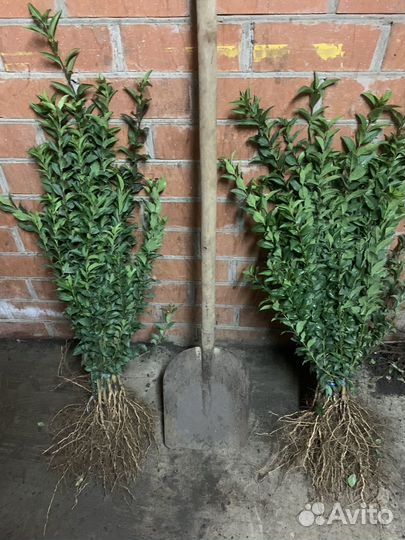 Сеянцы барбариса, Туи. Бирючины гибискуса