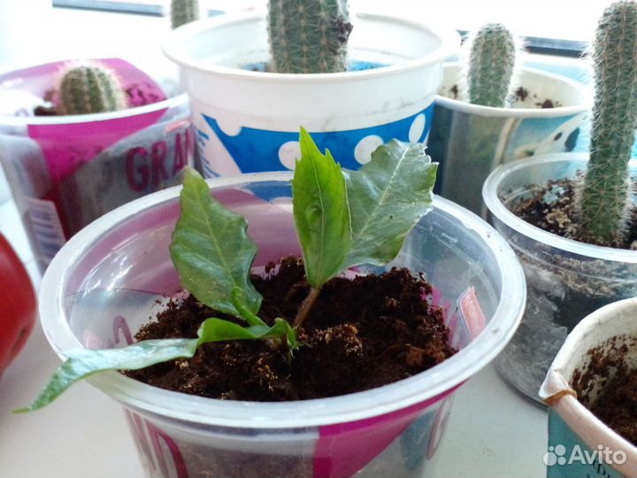 Гибискус (розан)