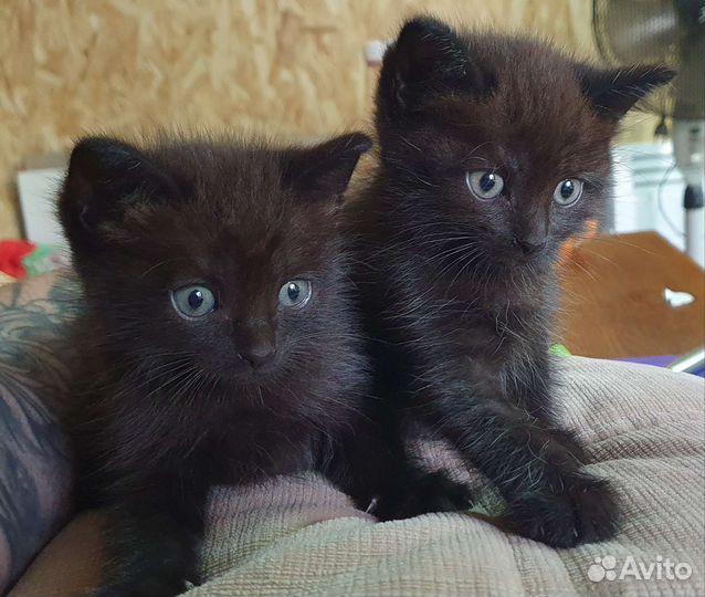 Котята в дар