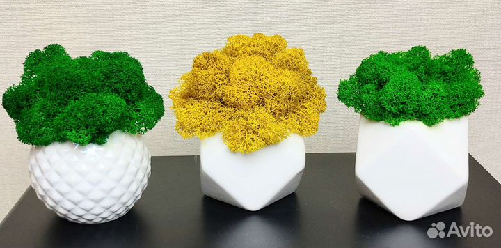 Кашпо со стабилизированным мхом