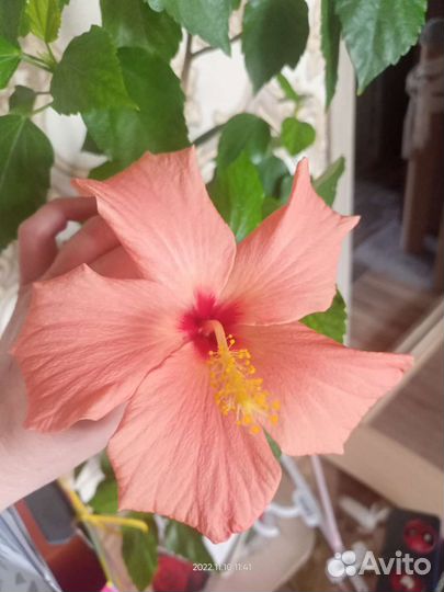 Гибискус китайская роза