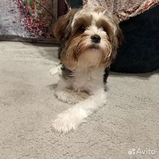 Маленькая собака