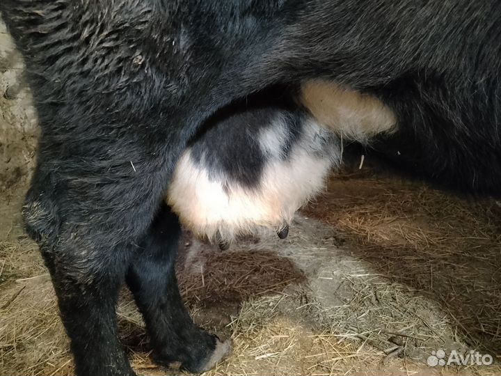 Корова стельная дойная